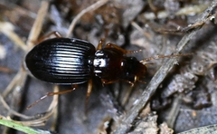 Harpalus sinicus