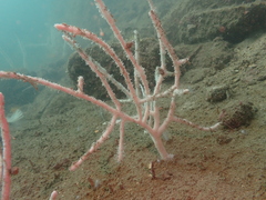 Echinomuricea