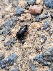 Harpalus dimidiatus