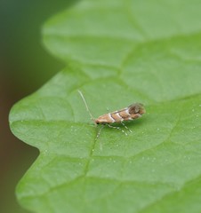 Cameraria ohridella
