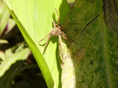 Araneae