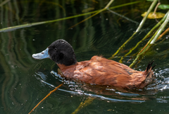 Oxyura ferruginea