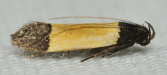 Anacampsis coverdalella