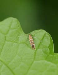 Cameraria ohridella