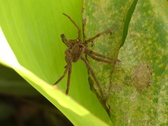 Araneae