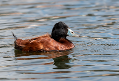 Oxyura ferruginea