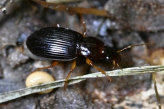 Harpalus sinicus