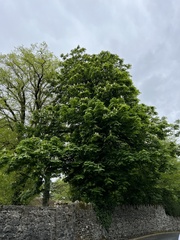 Aesculus hippocastanum