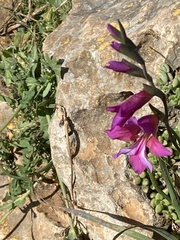 Gladiolus illyricus