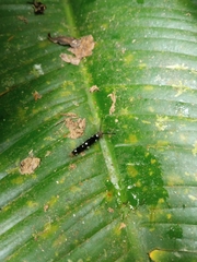 Pterygota