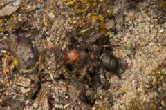 Formica obscuripes