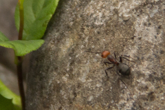 Formica obscuripes