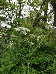 Anthriscus sylvestris