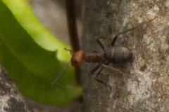 Formica obscuripes