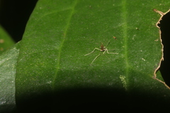 Phlebotominae