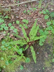 Polystichum munitum