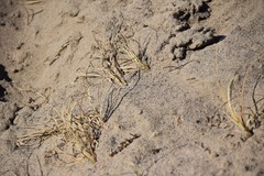 Carex sabulosa