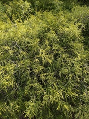 Chamaecyparis pisifera