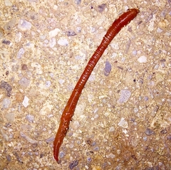 Clitellata