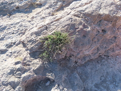 Acleisanthes longiflora