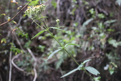 Alloispermum