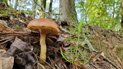 Xerocomus illudens