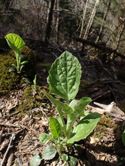 Rugelia nudicaulis