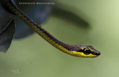 Dendrelaphis kopsteini