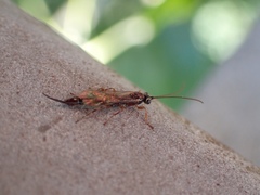 Clistopyga incitator