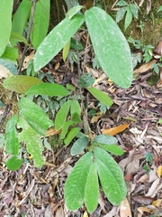 Millettia pachycarpa