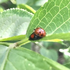 Harmonia axyridis