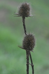 Dipsacus laciniatus