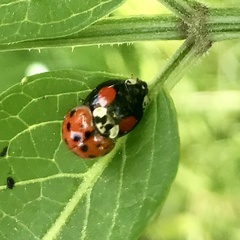 Harmonia axyridis