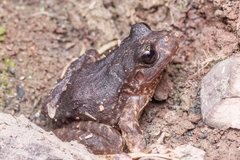 Eupsophus roseus