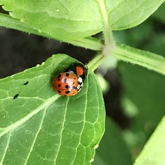 Harmonia axyridis