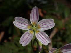 Claytonia caroliniana