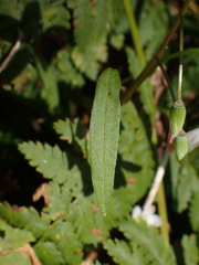 Claytonia caroliniana