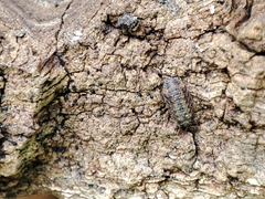 Oniscus asellus