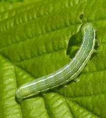 Orthosia incerta
