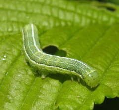 Orthosia incerta