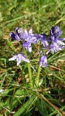 Hyacinthoides paivae