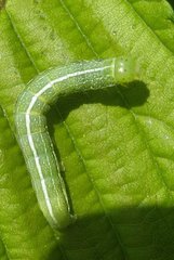Orthosia incerta