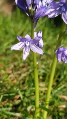 Hyacinthoides paivae
