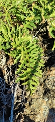Pedicularis densiflora