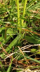 Hyacinthoides paivae