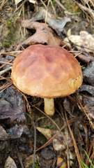 Xerocomus illudens