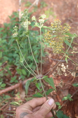 Alloispermum