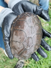 Kinosternon hirtipes