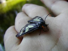 Gnophaela latipennis