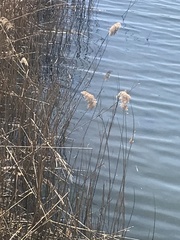Phragmites australis australis